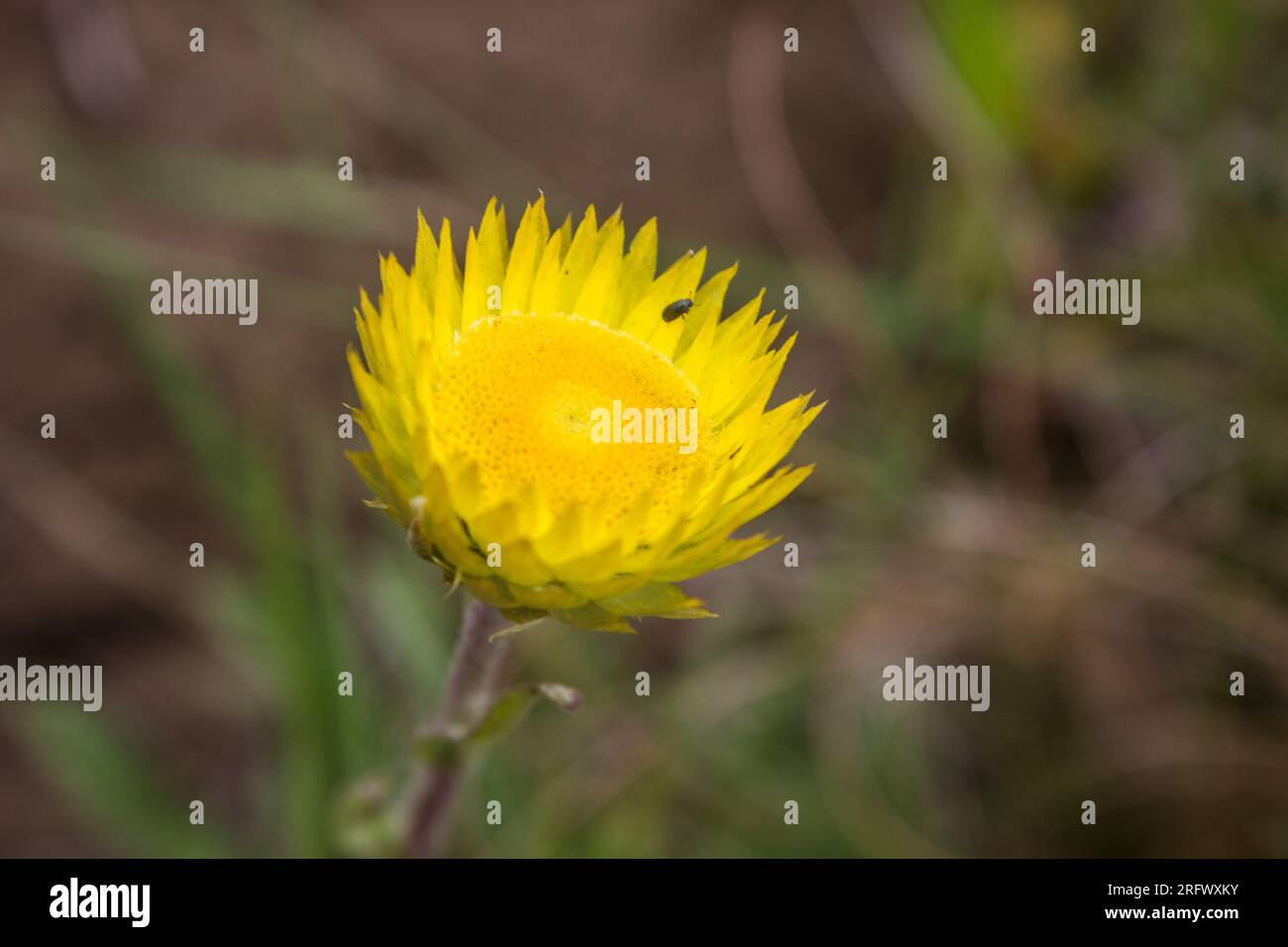 Vista ravvicinata di un singolo fiore di un Helichrysum giallo Foto Stock