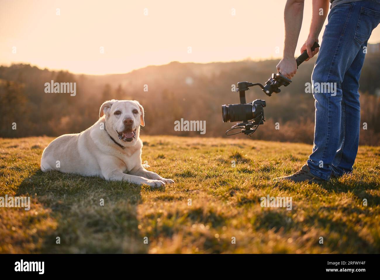 Carino cane (labrador Retriever) in posa per le riprese sul prato al tramonto. Video-operatore che tiene gimbal con fotocamera. Foto Stock