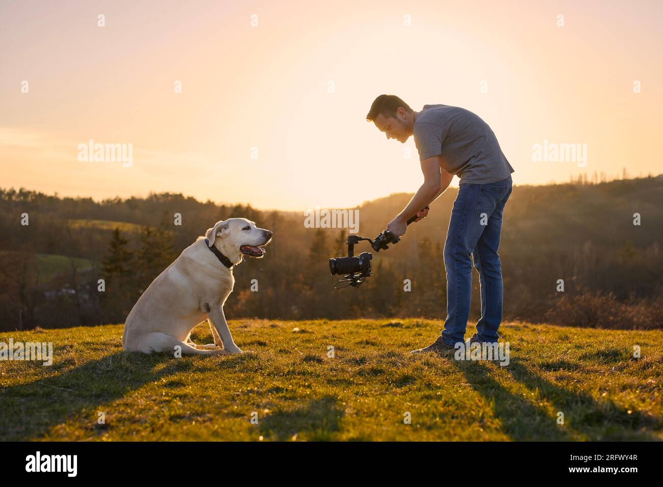 Carino cane (labrador Retriever) in posa per le riprese sul prato al tramonto. Video-operatore che tiene gimbal con fotocamera. Foto Stock