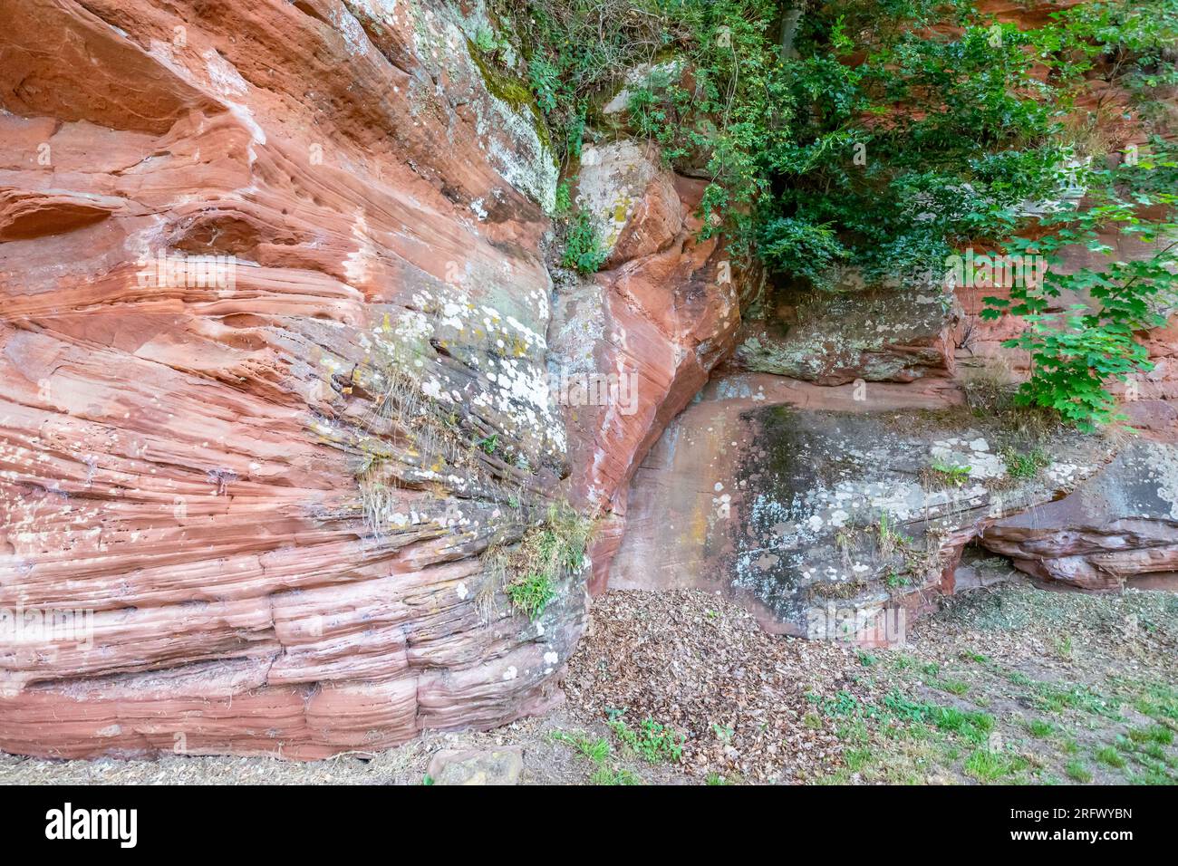 Parete di un pendio roccioso di arenaria rossa, struttura irregolare, muffa, macchie bianche ed erosioni lineari causate dal passaggio del tempo, piante verdi tra le rocce Foto Stock