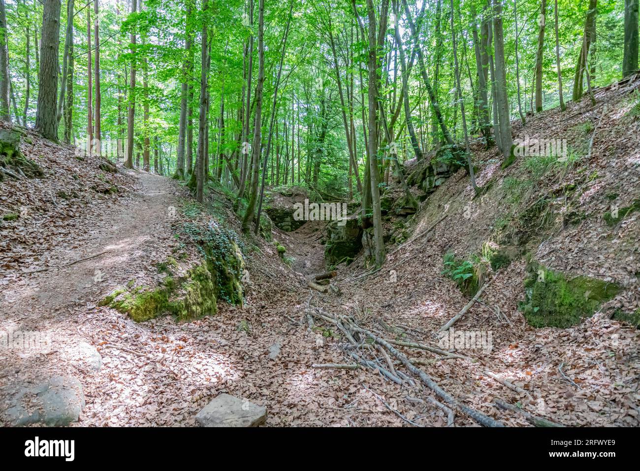 Colline con un percorso escursionistico tra pietre e alberi con fogliame verde nella riserva naturale di Teufelsschlucht, terreno coperto da foglie secche e rami, su Foto Stock