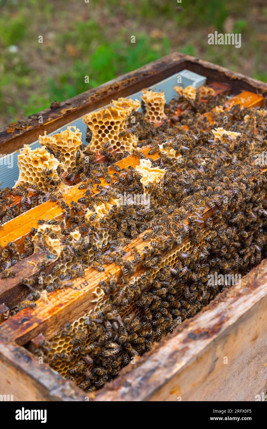 Foto verticale apicoltura o produzione di miele. Vista sull'alveare dall'alto. Api sui favi. Foto Stock