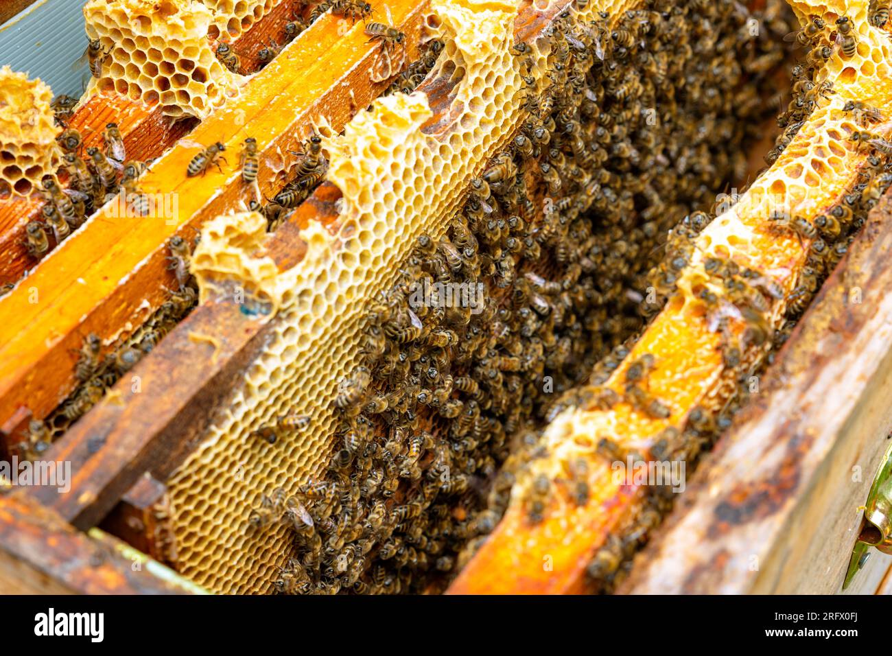 Foto di sfondo apicoltura o produzione di miele. Dentro un alveare. Cornici a nido d'ape e api. Foto Stock