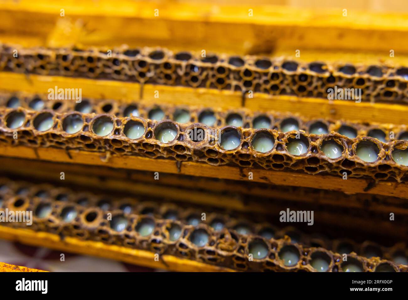 Produzione di gelatine reali biologiche. Bee Queen Cells con gelatine reali. Foto del concetto di medicina alternativa. Foto Stock