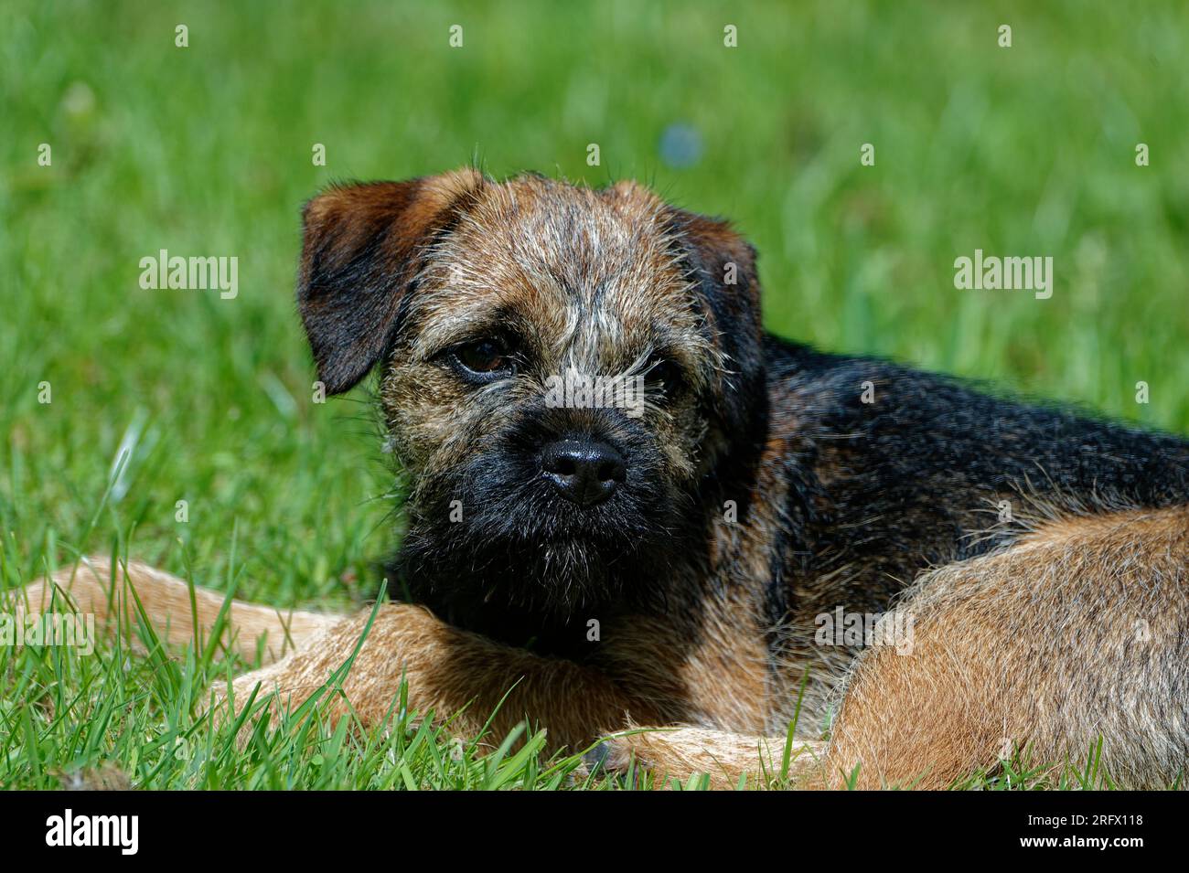 Cucciolo di cane Border Terrier che si stende nell'erba Foto Stock