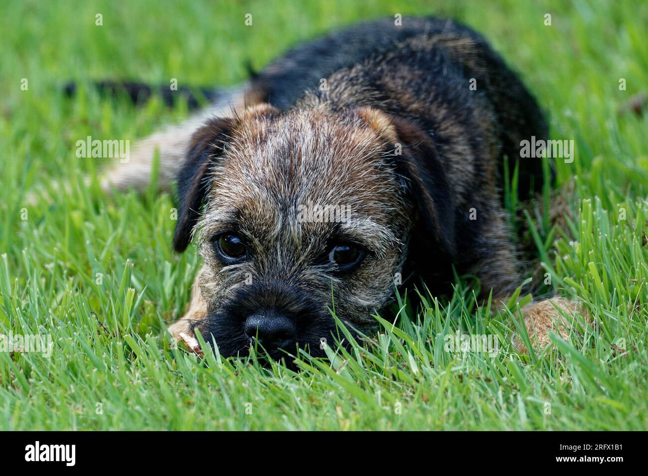 Cucciolo di cane Border Terrier che si stende nell'erba Foto Stock