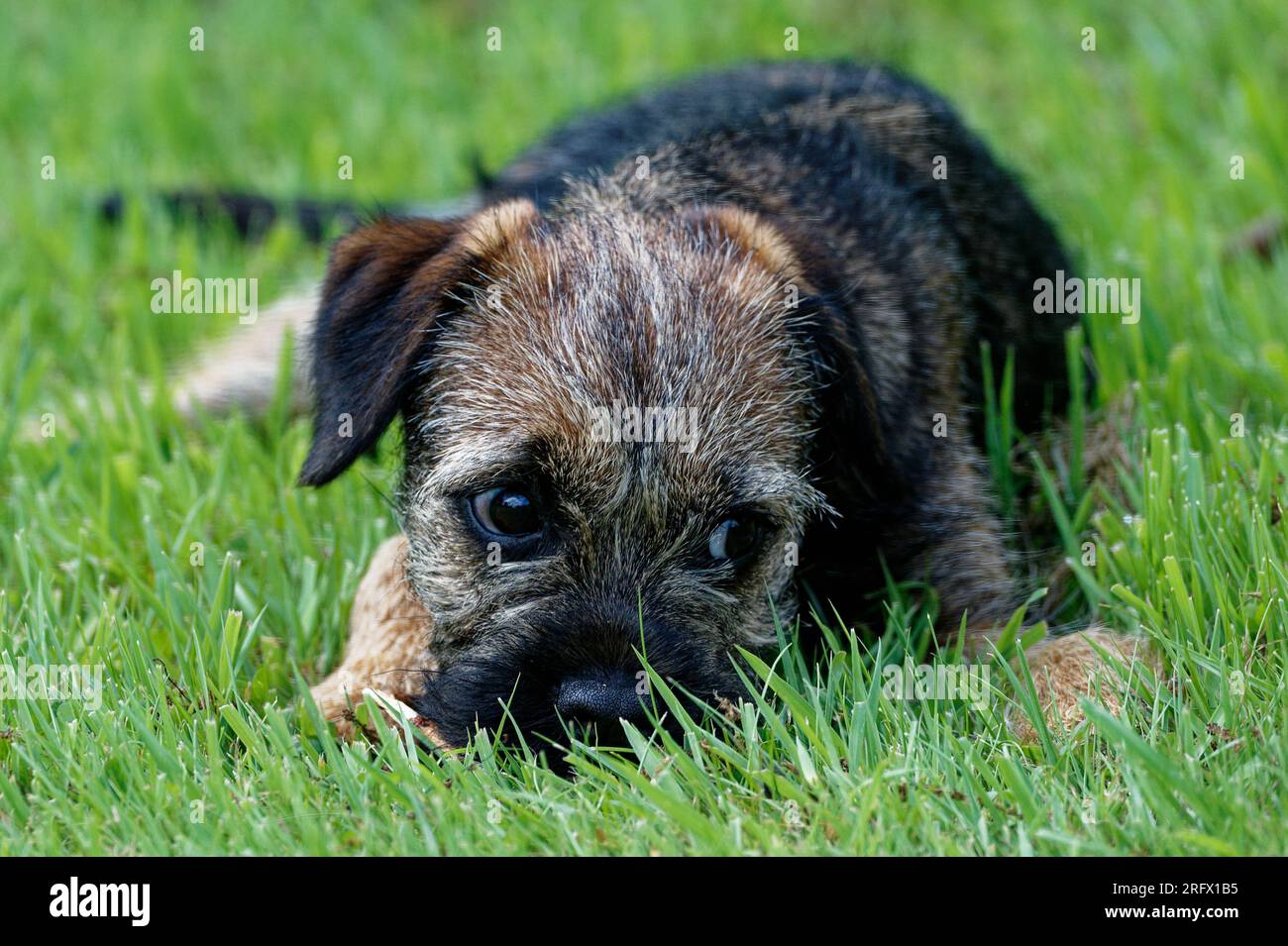 Cucciolo di cane Border Terrier steso in erba. Foto Stock