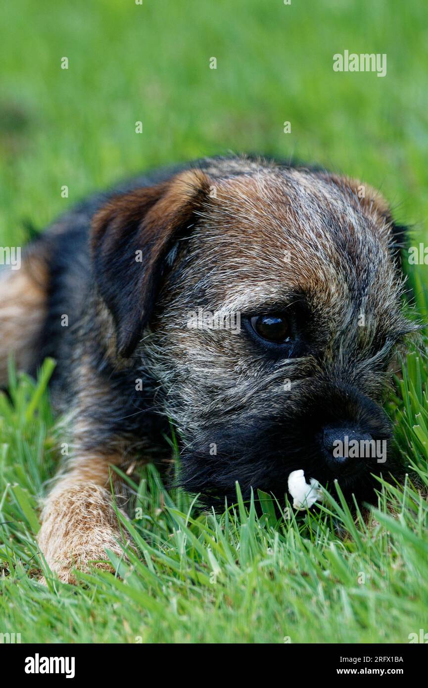 Cucciolo di cane Border Terrier steso in erba. Foto Stock