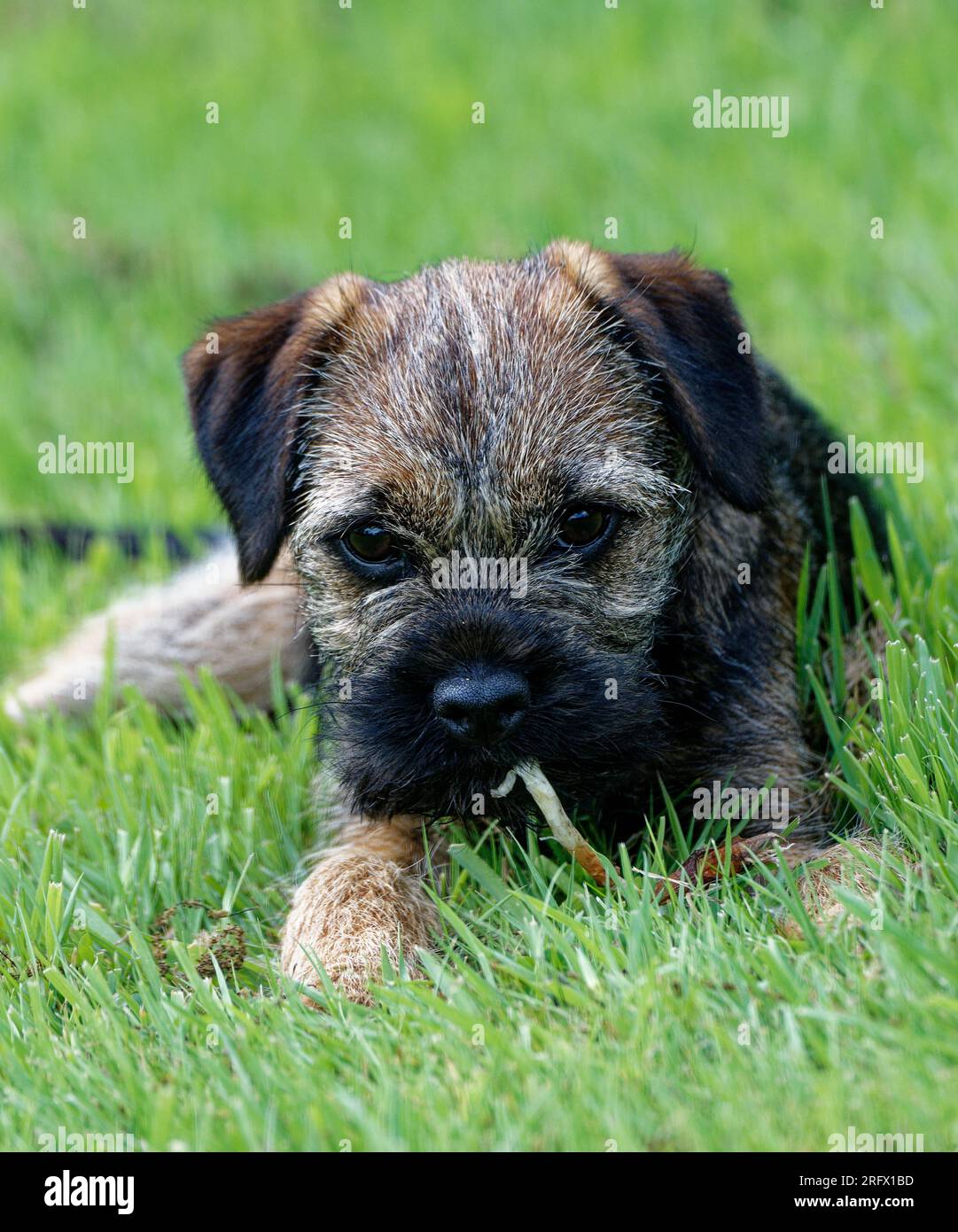 Cucciolo di cane Border Terrier steso in erba. Foto Stock