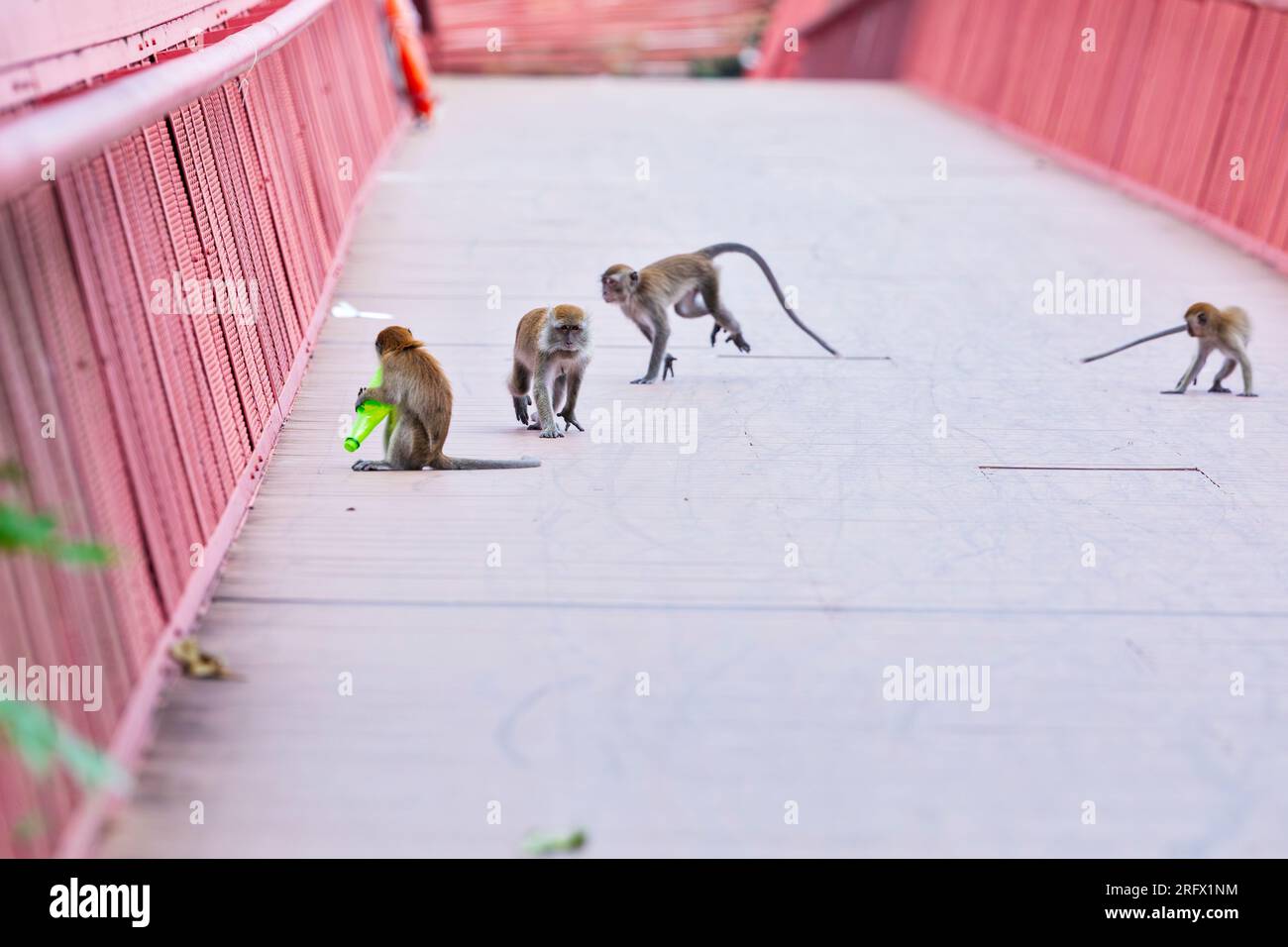 Una donna adulta macaco dalla coda lunga cammina attraverso un gruppo di giovani che giocano a un gioco con una bottiglia di plastica verde, Singapore Foto Stock