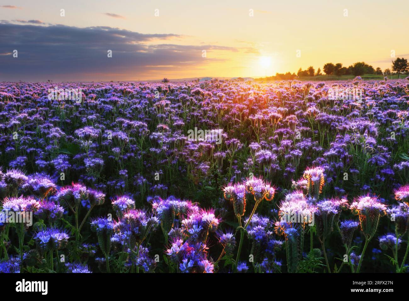 Bello e stupefacente paesaggio di campo di fiori viola al tramonto. Natura sfondo carta da parati, Phacelia Foto Stock