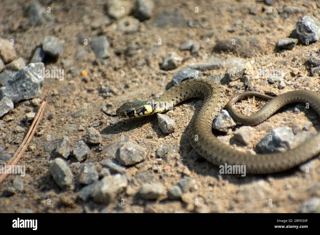 Serpente d'erba tra le pietre sulla sabbia, giorno d'estate, Polonia orientale Foto Stock