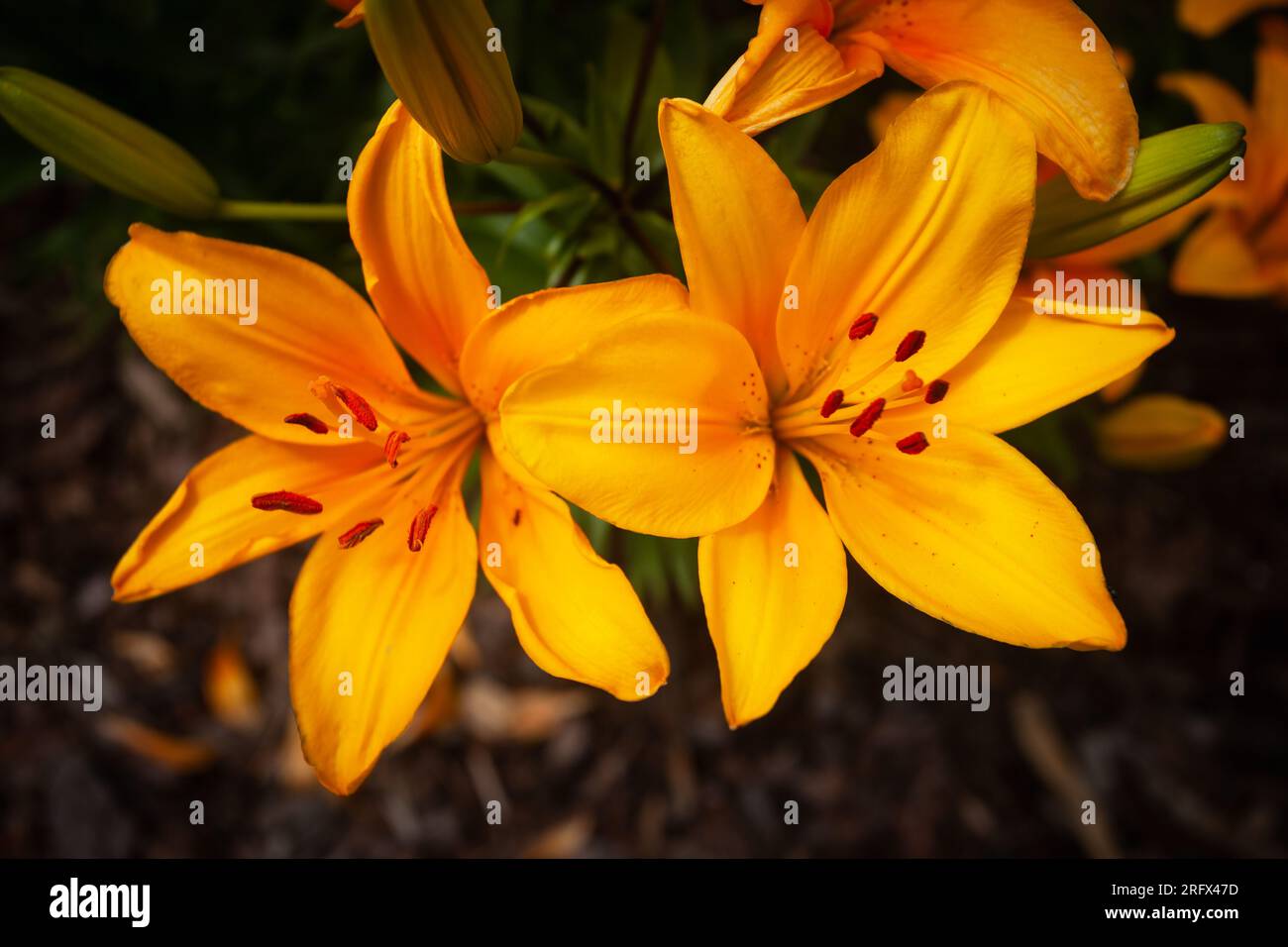 Primo piano di due fiori di giglio di colore giallo scuro. Foto Stock