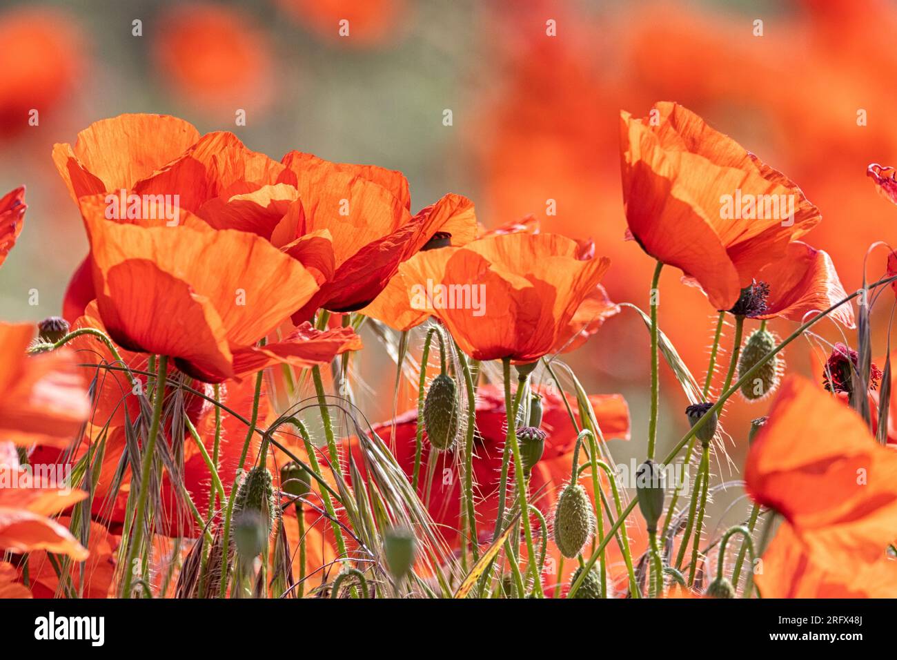 Papaveri che soffiano nel vento, Poppyland, North Norfolk, East Anglia, Regno Unito Foto Stock