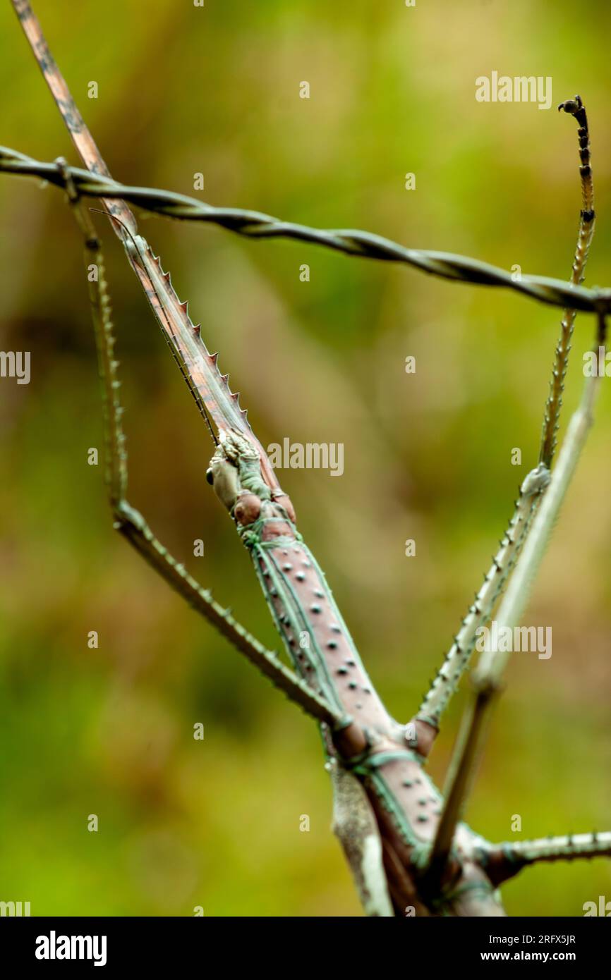 Stick Insect, Phasmatodea, Wild, Yungaburra, Australia. Foto Stock