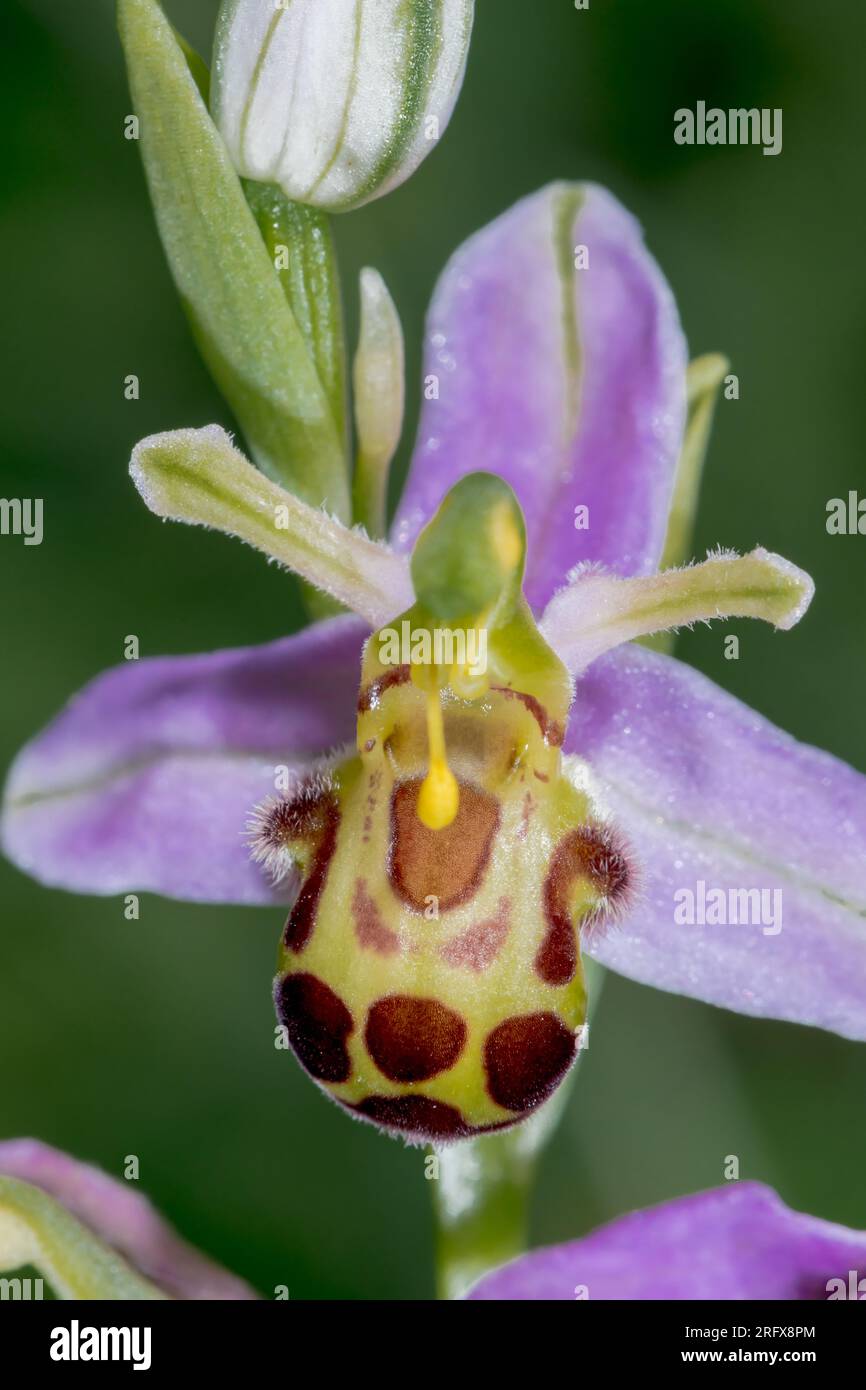 Bee Orchid var. Belgarum (Ophrys apifera), Orchidaceae. Sussex, Regno Unito Foto Stock