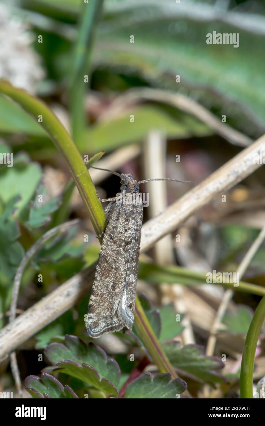 Downland Bell Micro Moth (Rhopobota stagnana). Tortricidae. Sussex, Regno Unito Foto Stock
