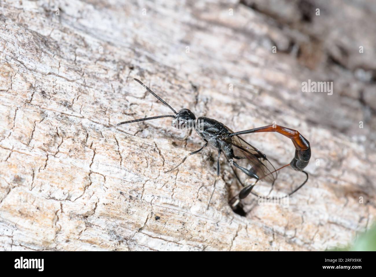 Ovosia femminile Parasitoid Wasp (Gasteruption cf jaculata), Gasteruptiidae. Sussex, Regno Unito Foto Stock