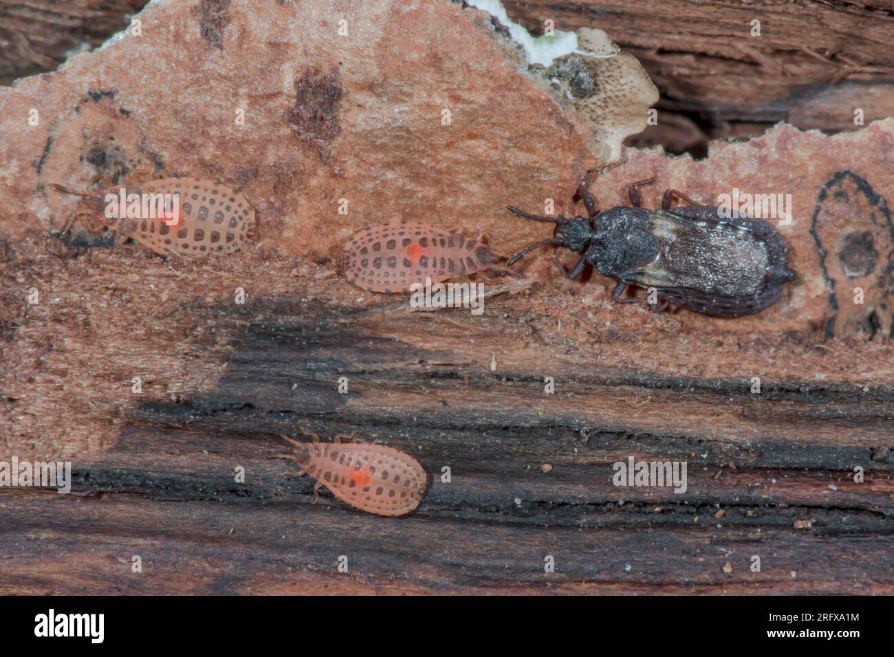 Flatbugs femmina adulta con ninfe di insetti piatti (Aneurus avenius), Aradidae. Sussex, Regno Unito Foto Stock