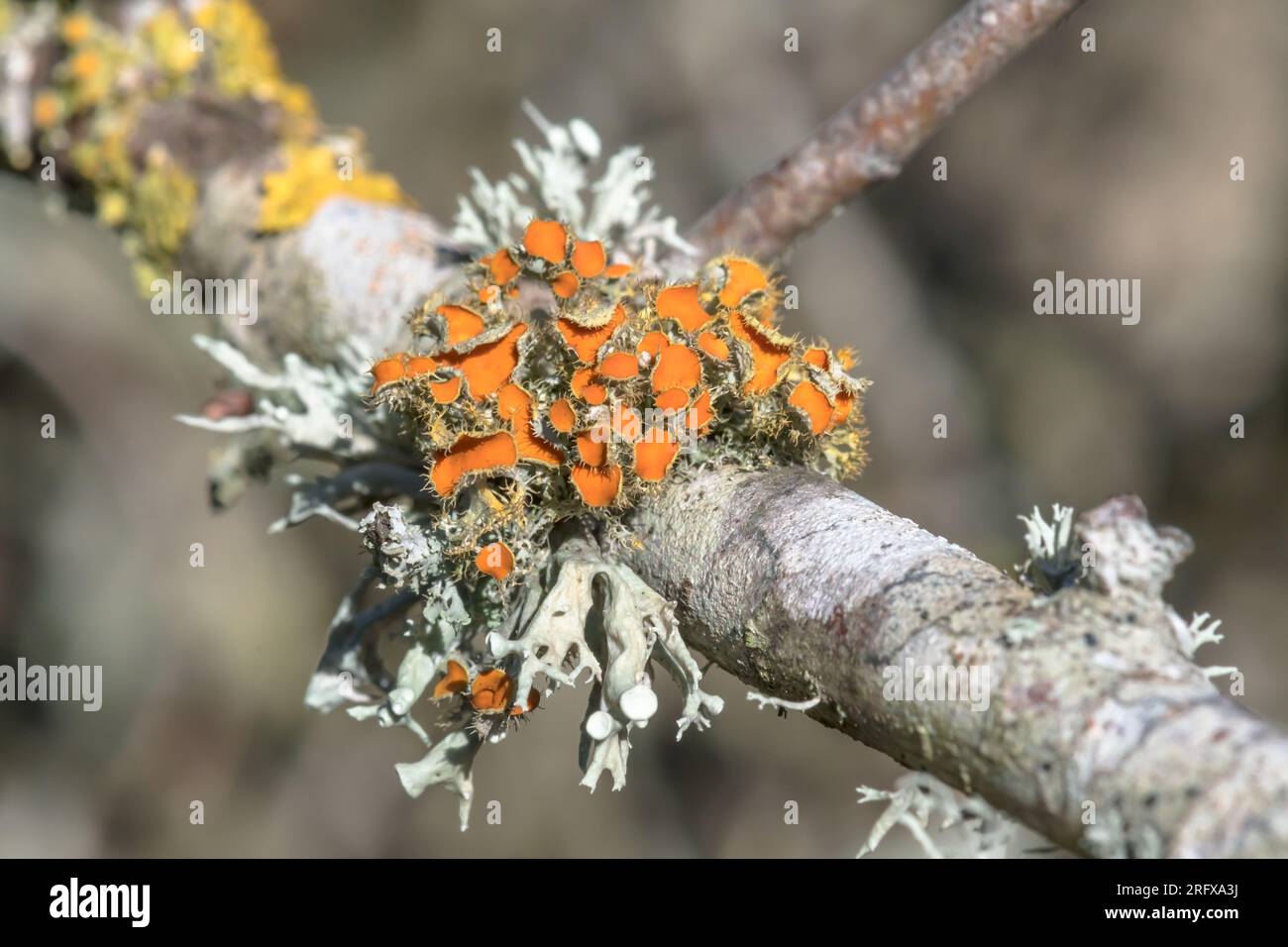 Golden Eye Lichen (Teloschistes chrysophthalmus), Teloschistaceae. Sussex, Regno Unito Foto Stock