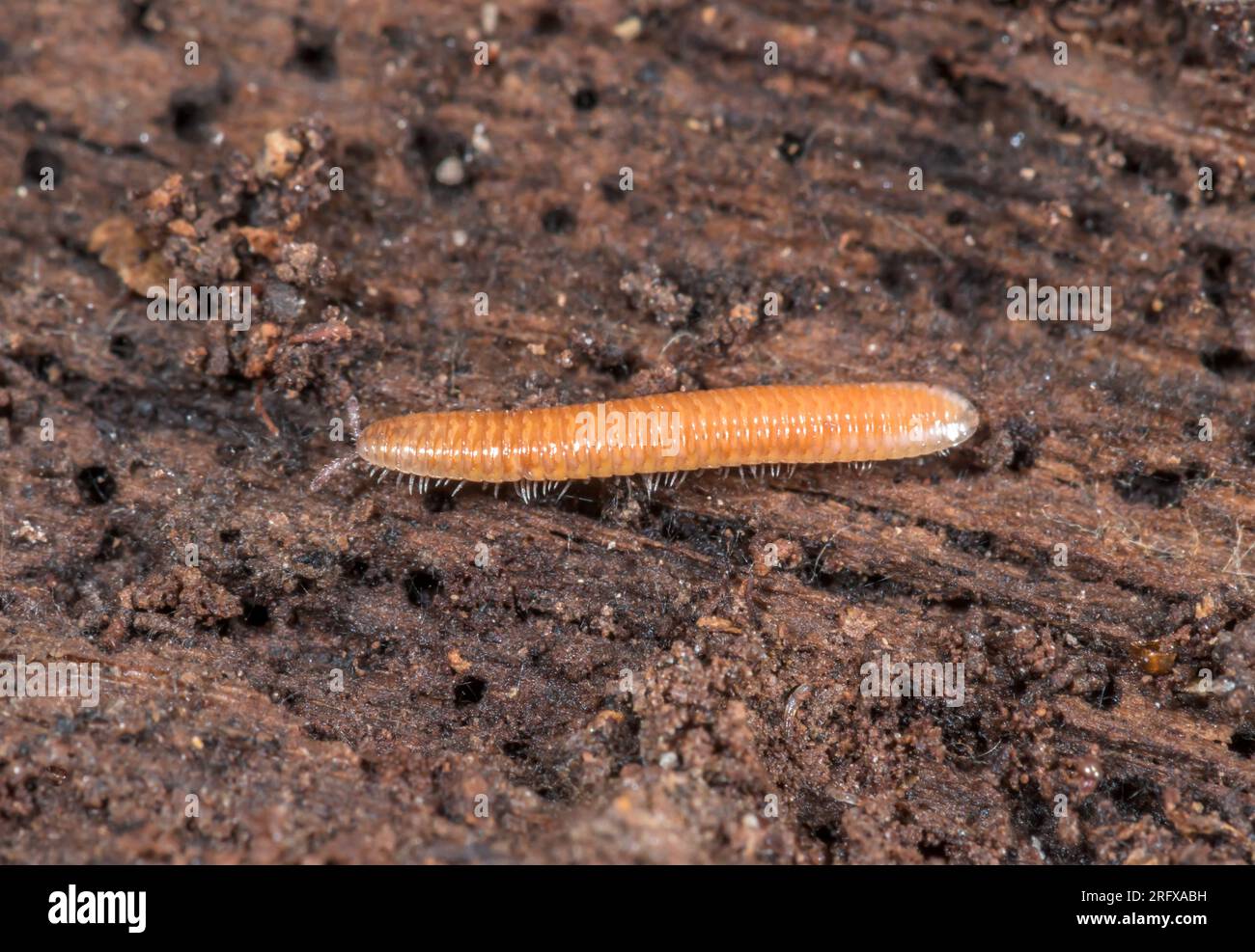 Non comune Pinhead Millipede del Kentish (Polyzonium germanicum), Polyzoniidae. Kent, Regno Unito Foto Stock