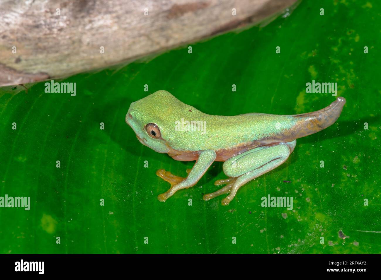 Froglet a coda di rana rosso recentemente metamorfoso (Agalychnis callidryas), Phyllomedusinae, Hylidae, Amphibia Foto Stock
