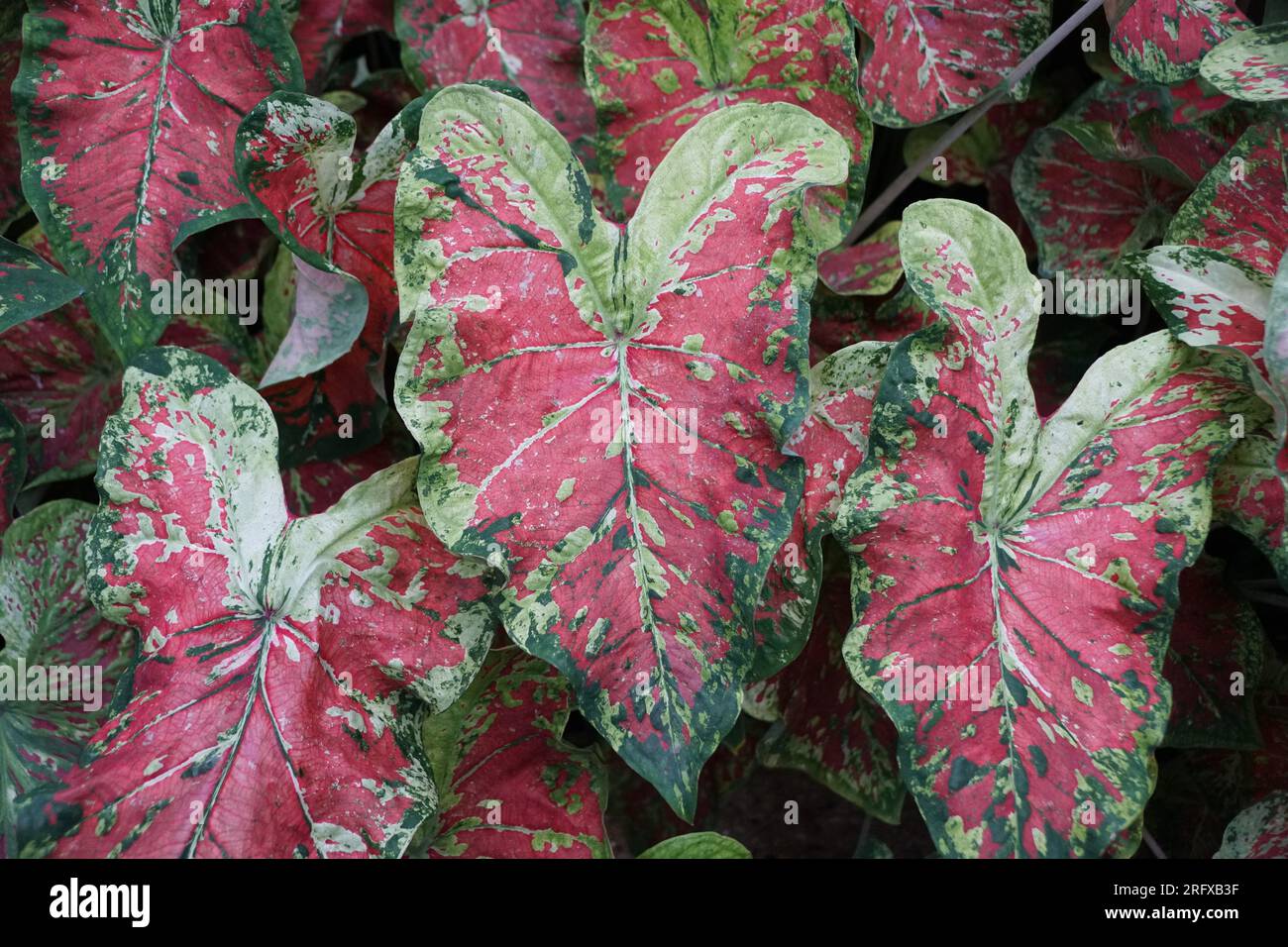 Bellissime foglie di caladio macchiate di rosso, bianco e verde Foto Stock