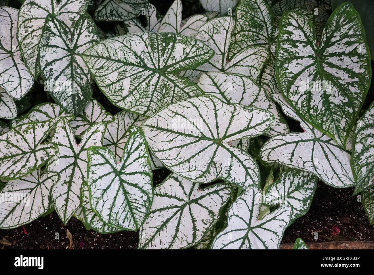 Splendide foglie bianche e verdi di Caladium White Christmas Foto Stock