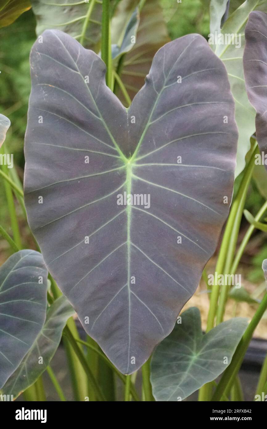 Bellissima foglia scura di Colocasia Esculenta "Coal Miner" Foto Stock