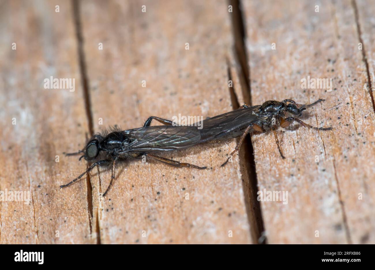 Coppia di mosche Bibio variabili (Bibio varipes). Bibionidae. Sussex, Regno Unito Foto Stock