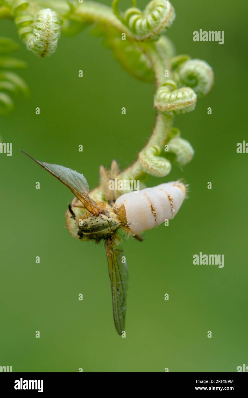 Il fungo patogeno uccide la mosca (Entomophthora muscae), Entomophthoraceae. Sussex, Regno Unito Foto Stock