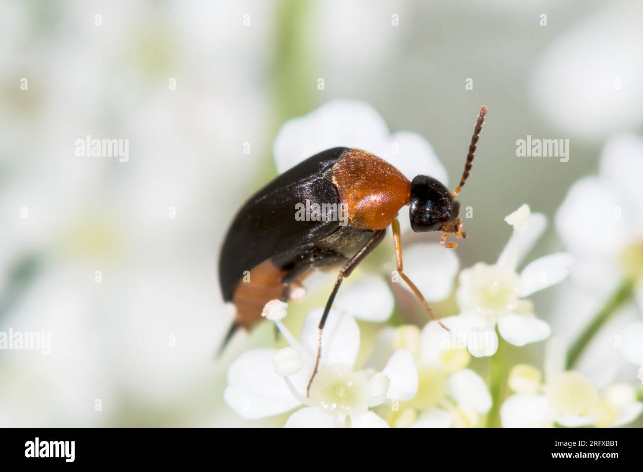 Pintail o Tumbling Flower Beetle (Mordellochroa abdominalis). Mordellidae. Sussex, Regno Unito Foto Stock