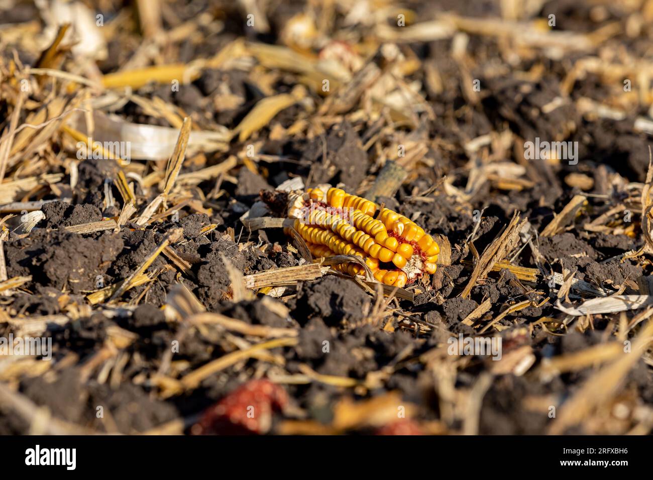 Lo scalpello ha arato un campo agricolo di mais dopo il dissodamento autunnale. Concetto di erosione del suolo, compattazione e agricoltura. Foto Stock