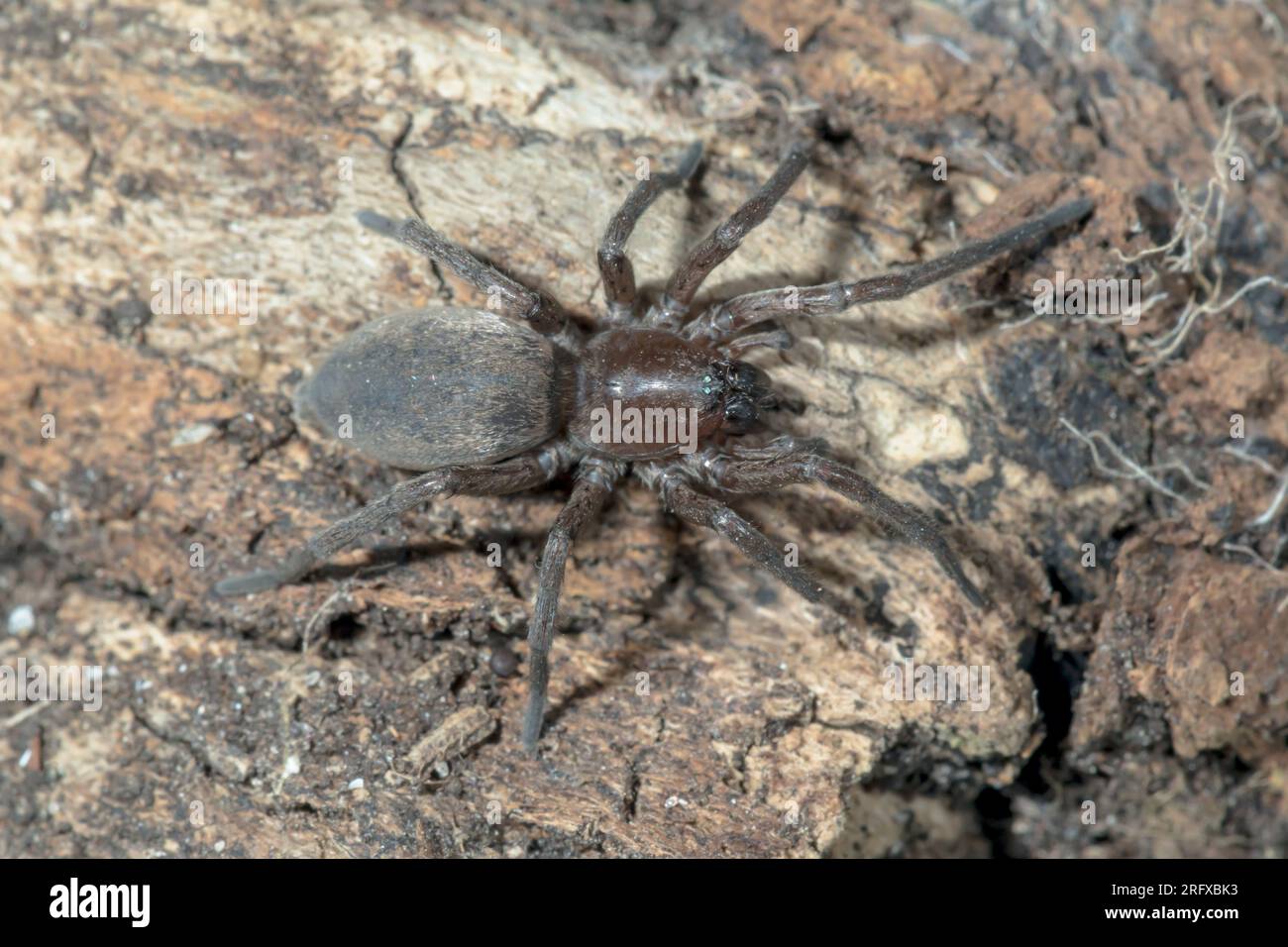 Ragno di pietra (Drassodes lapidosus), Lycosidae. Sussex, Regno Unito Foto Stock