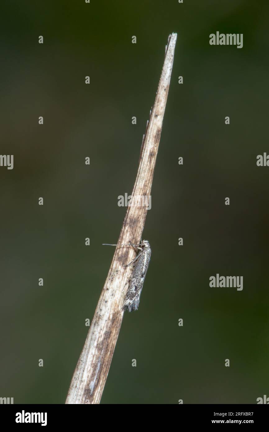 Due Dwarf Micro Moth a punti (Elachista biatomella). Elachistidae. Sussex, Regno Unito Foto Stock