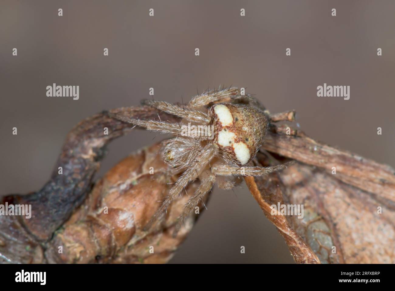 Orb Weaver Spider (Araneus triguttatus), Araneidae. Kent, Regno Unito Foto Stock