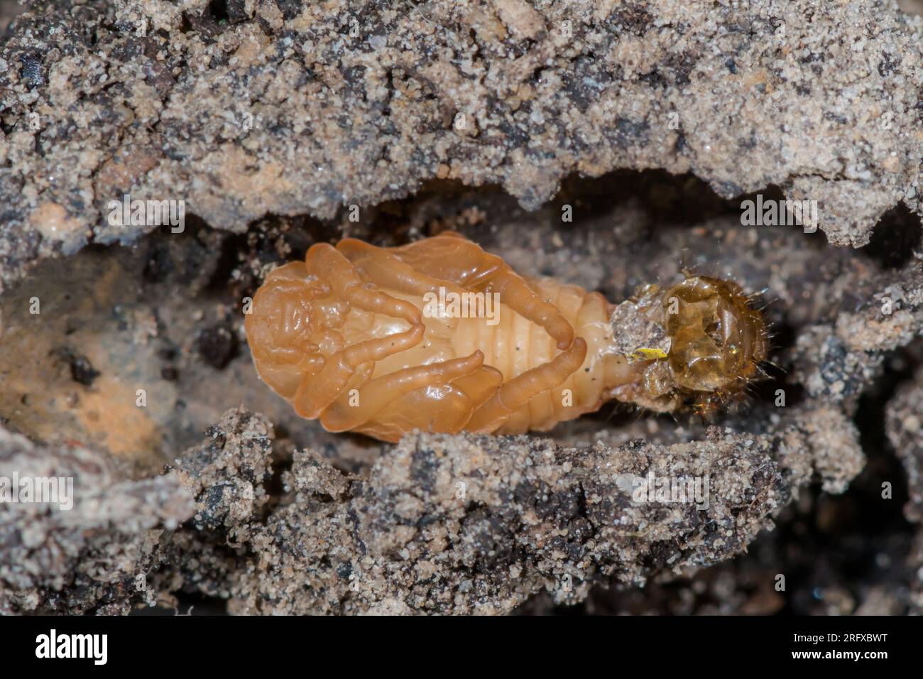 Gallese Chafer Beetle Pupa in camera sotterranea (Hoplia philanthus), Scarabaeidae. Sussex, Regno Unito Foto Stock