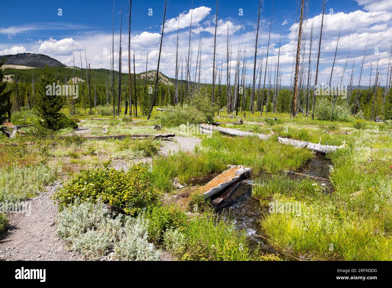 Fairy Creek che scorre a valle lungo il Fairy Falls Trail. Parco nazionale di Yellowstone, Wyoming Foto Stock