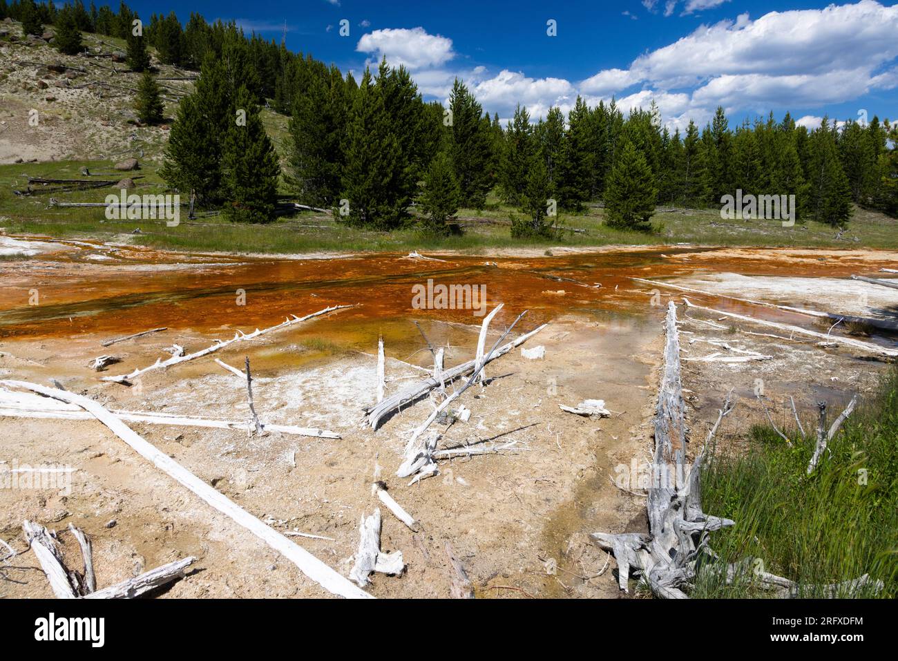 Vecchi tronchi in decomposizione che giacciono lungo l'Imperial Creek coperto da termofili. Parco nazionale di Yellowstone, Wyoming Foto Stock