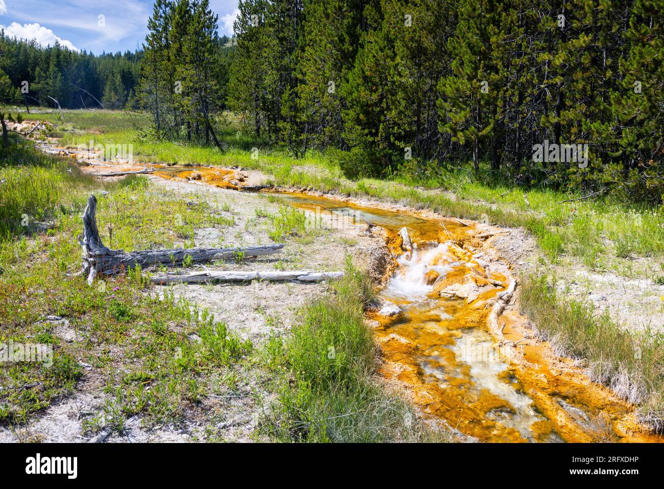 Imperial Creek scorre attraverso un prato lungo una foresta. Parco nazionale di Yellowstone, Wyoming Foto Stock