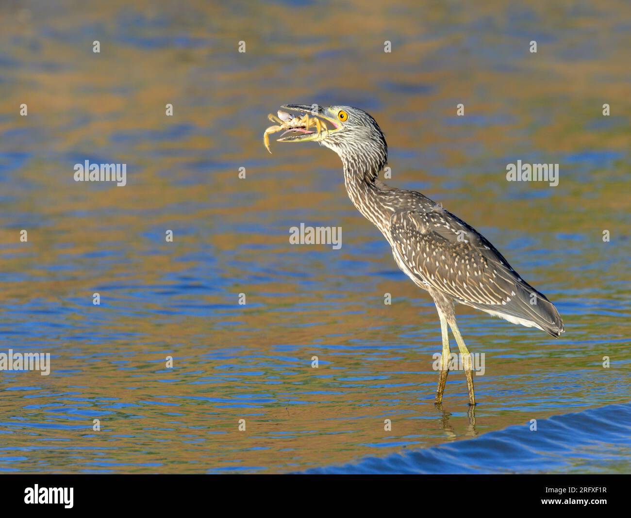 Heron notturno a corona gialla (Nyctanassa violacea), giovane, che mangia un granchio fantasma pescato sulla costa dell'oceano, Galveston, Texas, USA. Foto Stock