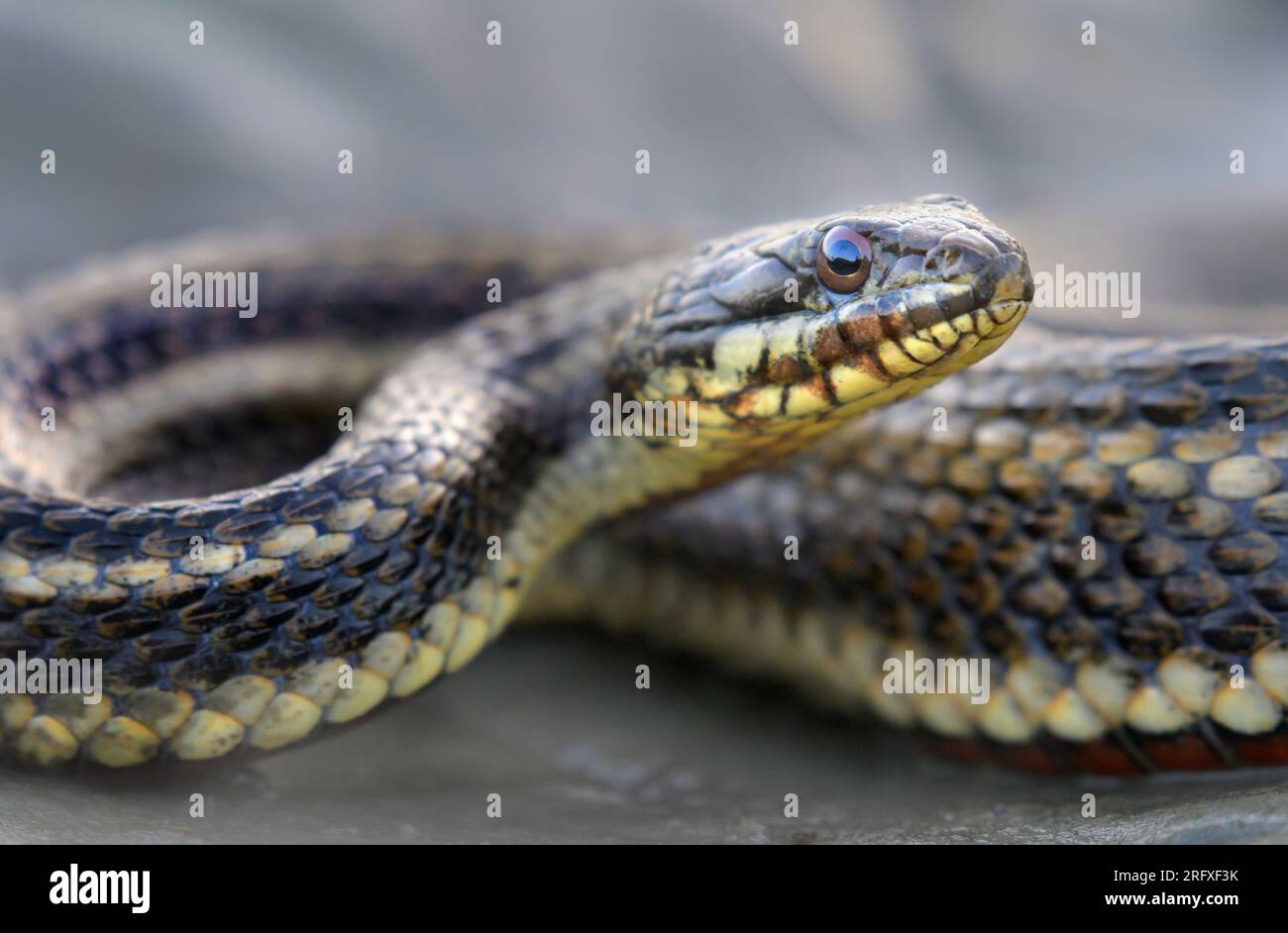 Serpente di Saltmarsh (Nerodia clarkii) nella palude di marea, Galveston, Texas, USA. Foto Stock