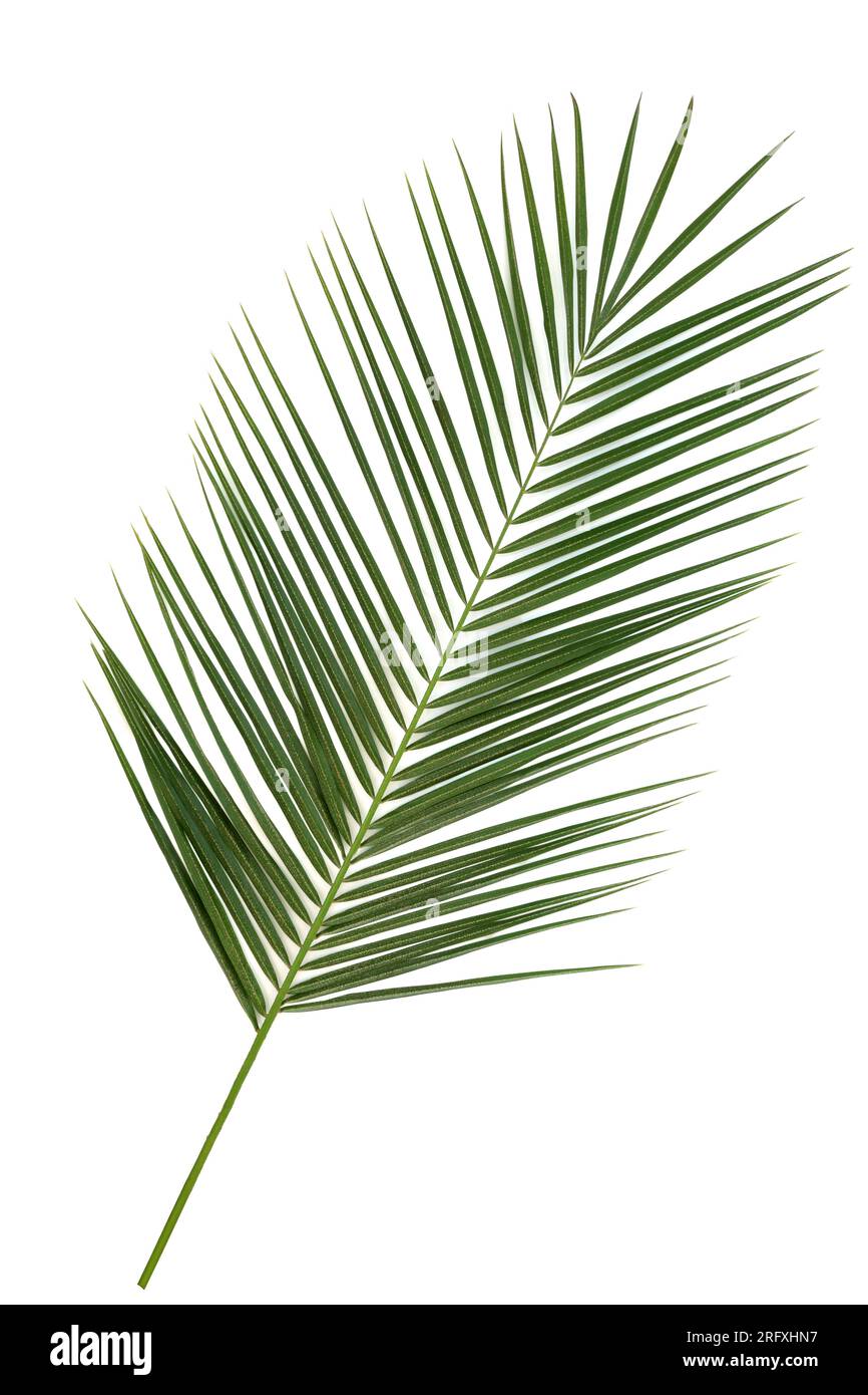 Phoenix canariensis dattero foglia di palma su sfondo bianco. Simbolo naturale e nativo delle Isole Canarie. Foto Stock