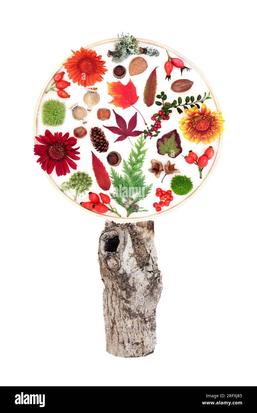 Surreale disegno ad albero Autunno-Inverno giorno del Ringraziamento su sfondo bianco. Composizione astratta con foglie, fiori, noci, frutti di bosco. Foto Stock