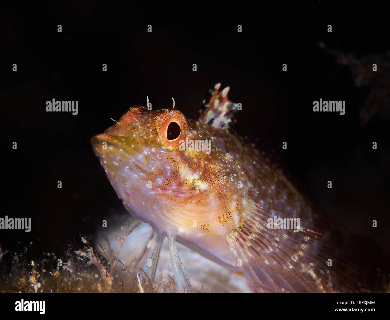Primo piano di un pesce mediterraneo (Tripterygion delaisi) Foto Stock