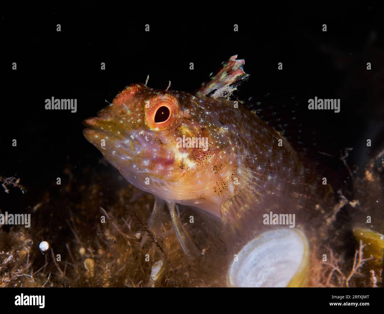 Primo piano di un pesce mediterraneo (Tripterygion delaisi) Foto Stock