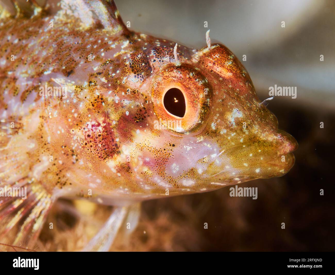 Primo piano di un pesce mediterraneo (Tripterygion delaisi) Foto Stock