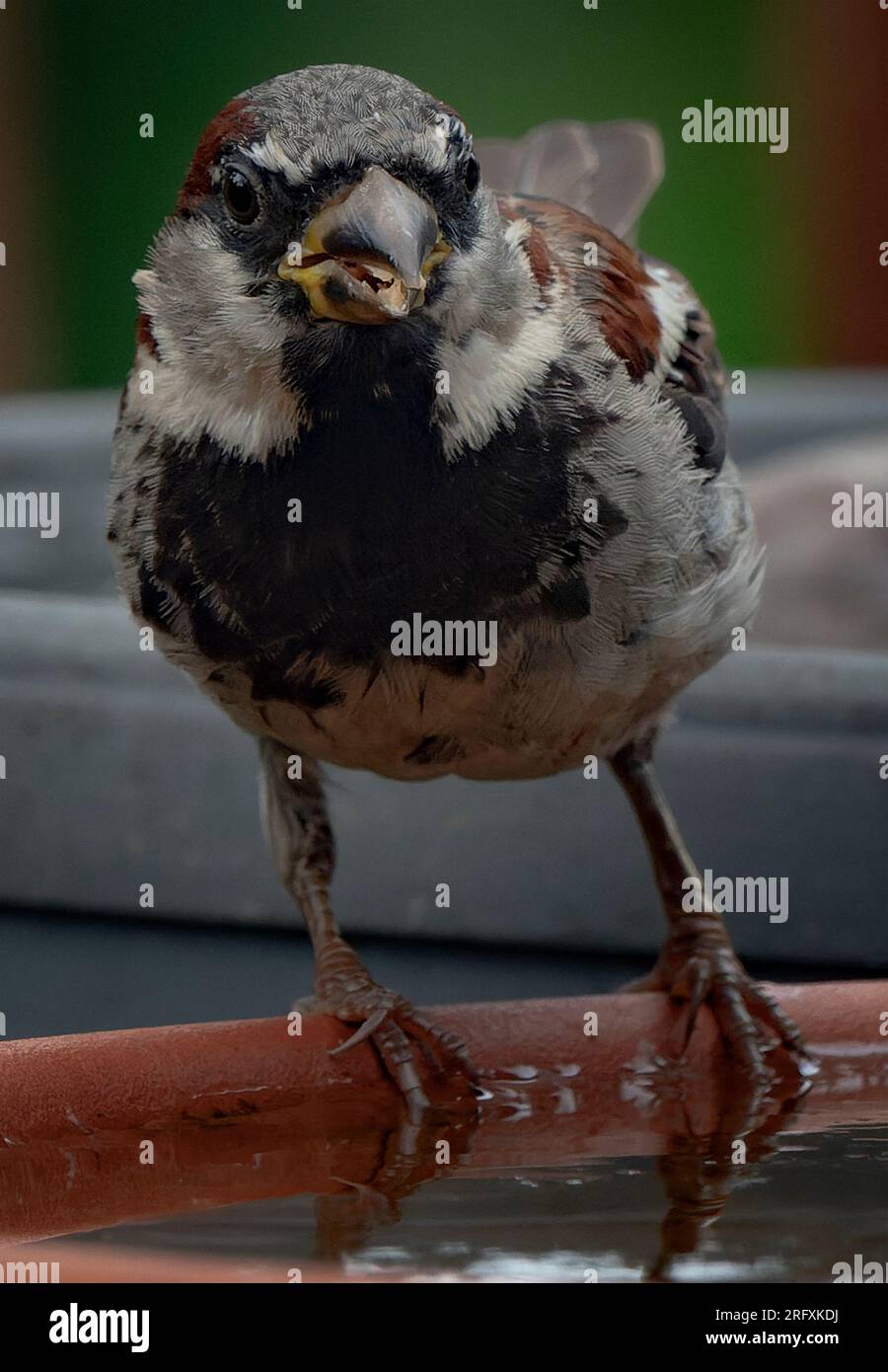Un po' di passero appoggiato su un lato Foto Stock