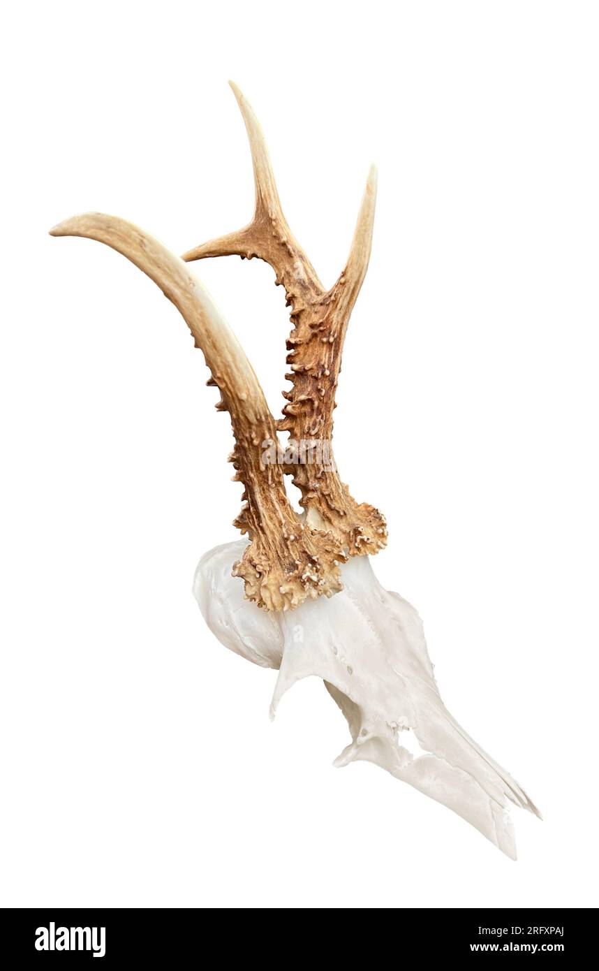 Raro capriolo, cranio di roebuck con corna uniche e anomale, isolato su sfondo bianco. Foto Stock