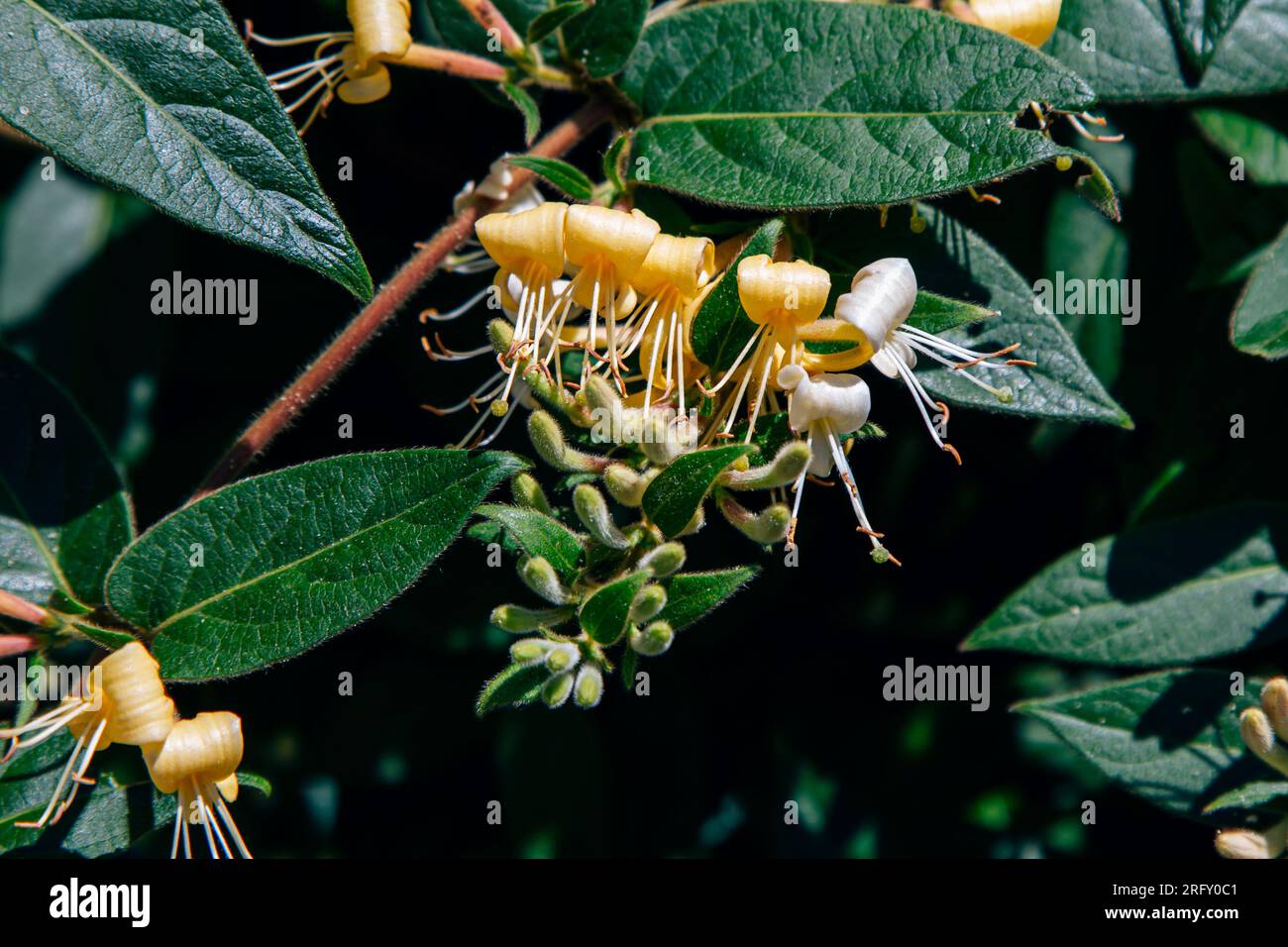 Primo piano della splendida Lonicera japonica, conosciuta come caprifoglio giapponese che cresce nel giardino: Fiori gialli e bianchi, gemme e foglie verdi Foto Stock